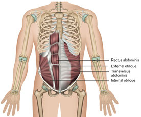 Schematische Darstellung der seitlichen und geraden Bauchmuskeln