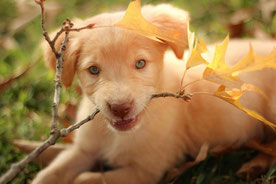 Un chien labrador sable avec des yeux bleus mord une brindille avec des feuilles jaunies par coach canin 16 educateur canin en charente