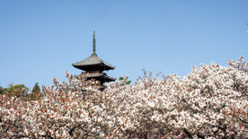 画像提供：総本山仁和寺