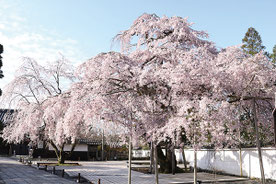 写真提供：醍醐寺