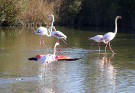 Bild: Parc ornithologique de Pont-de-Gau