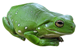 Image animaux detourée transparent sur fond blanc grenouille verte frog png