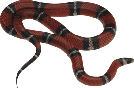 Image animaux detourée transparent sur fond blanc serpent corail snake png