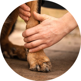Yukido - Shiatsu canin - shiatsu chien - fleurus - charleroi
