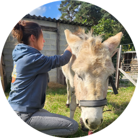 Yukido - Shiatsu équin - shiatsu cheval - fleurus - charleroi - Yukido