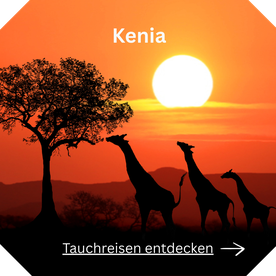 Tauchreise Kenia