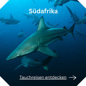 Tauchreise Südafrika