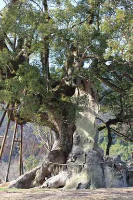 クスノキで蚊よけ対策をしよう ナチュラル ケア 日向のかおり 海幸 山幸 大自然 宮崎県産国産天然樟脳 クスノキ芳香雑貨を生産販売しております