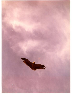 Greifvogel, ca. 1972