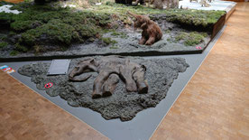 Ein Ausstellungsstück aus dem Naturkundemuseum am Löwentor