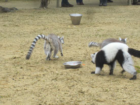 Lémuriens du zoo de Champrépus.