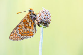 Goldener Scheckenfalter (Euphydryas aurinia)