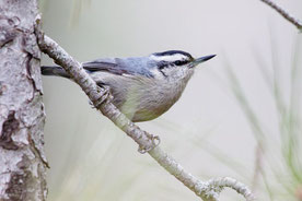 Korsenkleiber (Sitta whiteheadi)