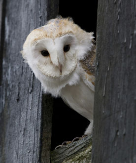 Foto: R. Roessner