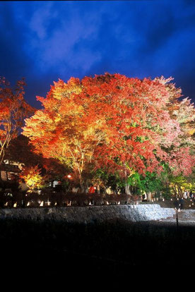 河口湖紅葉祭り