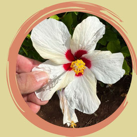 Die Kombination verschiedener therapeutischer Ansätze aktiviert die Selbstheilungskräfte und unterstützen dich auf deinem Weg zu Wohlbefinden und Gesundheit.