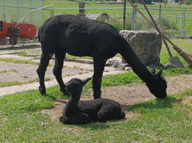 alpakaaktiv Black Jack im Emmental