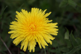 Photo décorative fleur soleil jaune