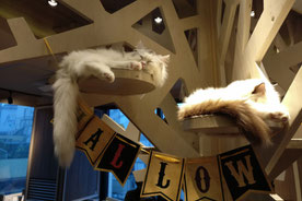 Cat Café Katzencafe Tokio Shibuya 