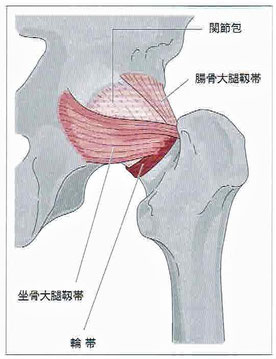 腸骨大腿靭帯と坐骨大腿靭帯