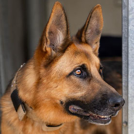 Otto, Schäferhund, im Tierheim Flensburg, sucht ein neues Zuhause | Foto: Vanessa Radke - pfotenlichter.de