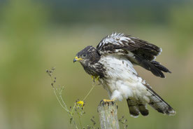 Junger Wespenbussard, Foto: C_Bosch