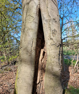 Hohler Baum in den Herzogsbergen