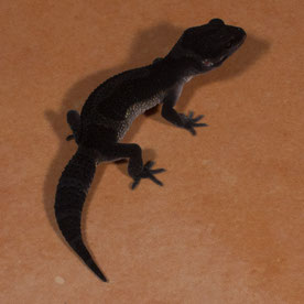 Sunset Gecko 'Infinity Shade' Black Night Nachzucht 2015 und Zuchttier ab 2016. Aufnahme: 5.9.2015.
