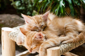Tierbetreuung in Ulm und Ulm herum, Katzensitter, Katzenbetreuung