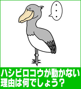 ハシビロコウが動かない理由は何でしょう？