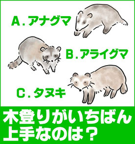 木登りがいちばん上手なのはどの動物？