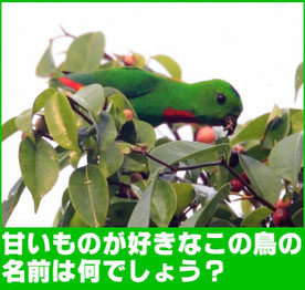 甘いものが大好きなこの鳥の和名は何？