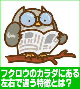 フクロウは右と左で何が違う？