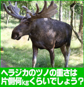 ヘラジカのツノの重さは片側何kgくらい？