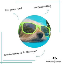 Entspannt liegender Hund der ausgebildeten Hundetrainerin als leichtes Motiv aus dem kooperativen Alltagstraining für den Cross‑Check als fachliche Verhaltensanalyse im Einzelcoaching von Tiertraining Diamant in Salzburg