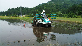 田植え風景