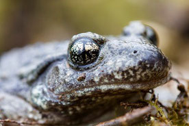 crapaud sonneur