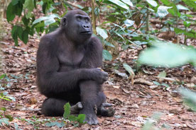 Gorilla (Foto: Heinz Matthee)