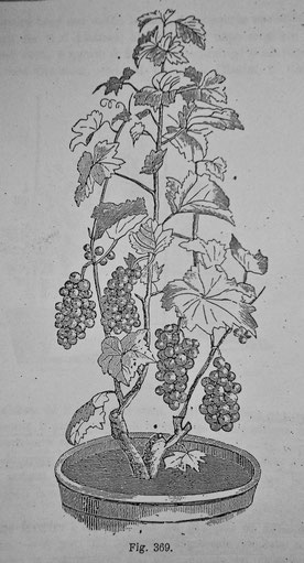 Vine bred to "sapling" in pot - Ottavi O. (1893) Viticoltura tecnico-pratica