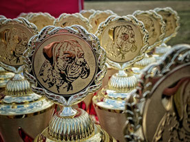 Jahressiegerausstellung / Annual Winner 