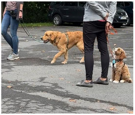 Das zu sehen und wahrzunehmen, was andere durch zu viel Nähe nicht mehr können, ist eine Kernkompetenz als Hundetrainer.