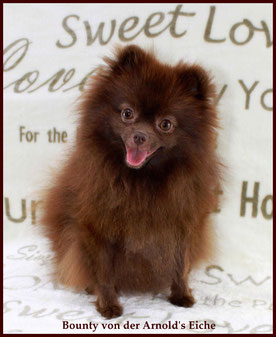 Pomeranian Hündin Bounty von der Arnold's Eiche.