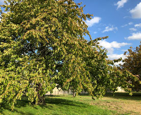 Streuobstwiese - Foto G. Kaufhold