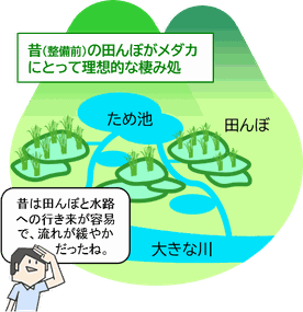 整備前の田んぼはメダカにとって棲みやすい　図