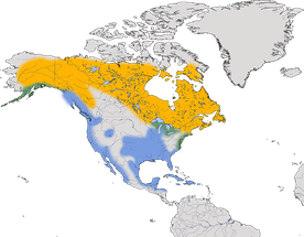 Karte zur Verbreitung der Amerikanische Silbermöwe/Kanadamöwe (Larus smithsonianus)