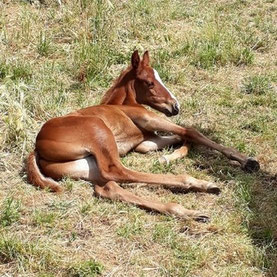 poulain qui se repose à l'élevage Baunel