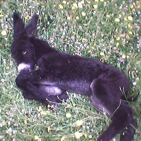 un ânon qui dort à l'élevage Baunel