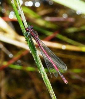 Frühe Adonislibelle Pyrrosoma nymphula