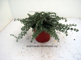 dorycnium
