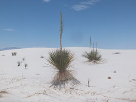 White-Sands-nationaal-park-woestijn-wit-zand-Verenigde-Staten
